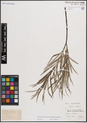 Foto von Salix elaeagnos subsp. angustifolia (Cariot & St-Lag.) Rech. f.